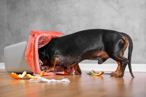 how do i stop my dog from going in the bin