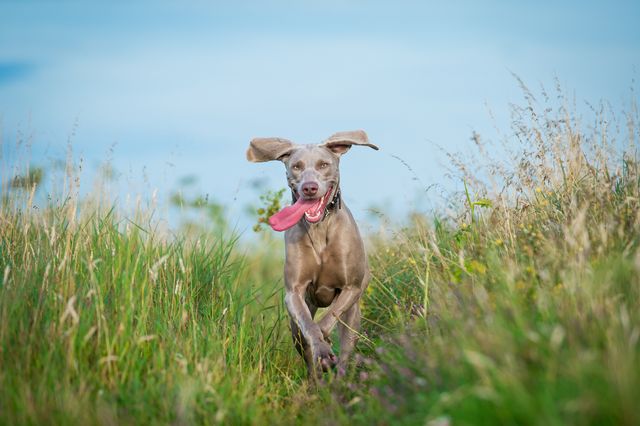 a portrait of a weimaraner dog running towards the camera in the countryside amongst the grass, with tongue out