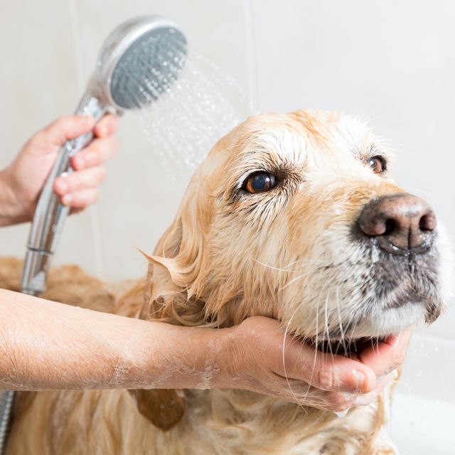 how to bathe a dog