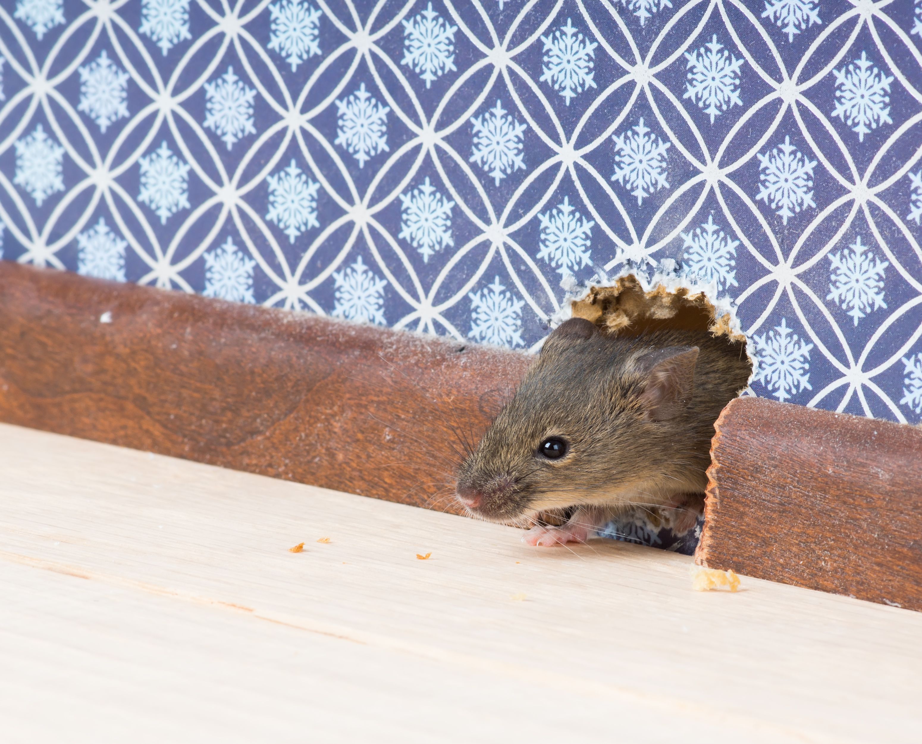 How To Get Rid Of Mice In The House Diy Pest Control