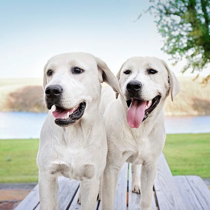 how to clean dog ears labs how to clean dog ears labs