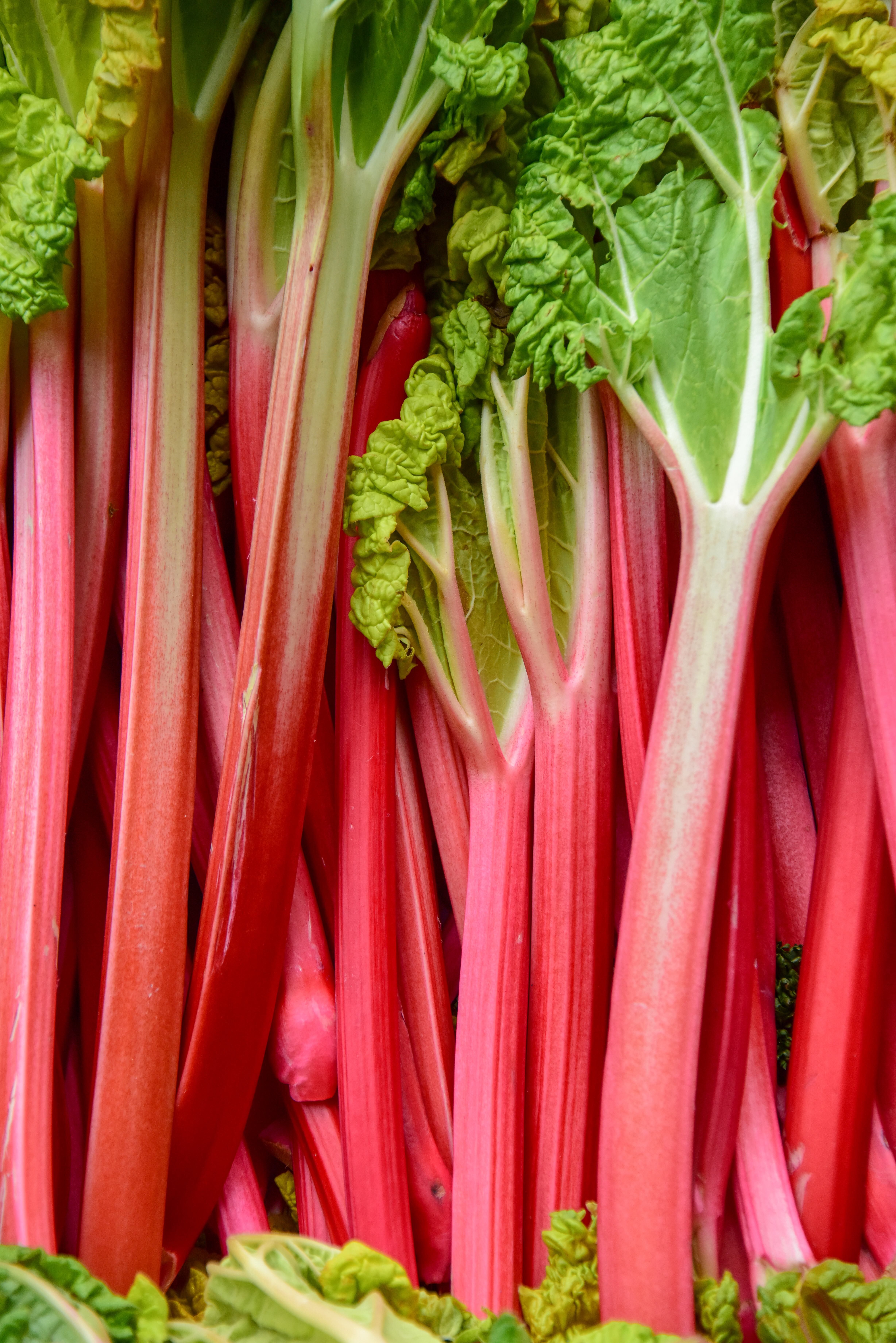 should rhubarb be cooked before baking