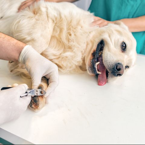 how to cut dogs nails - restraining