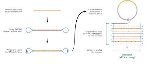 pacbios proprietary ge﻿ne seque﻿nci﻿ng tech﻿nology﻿