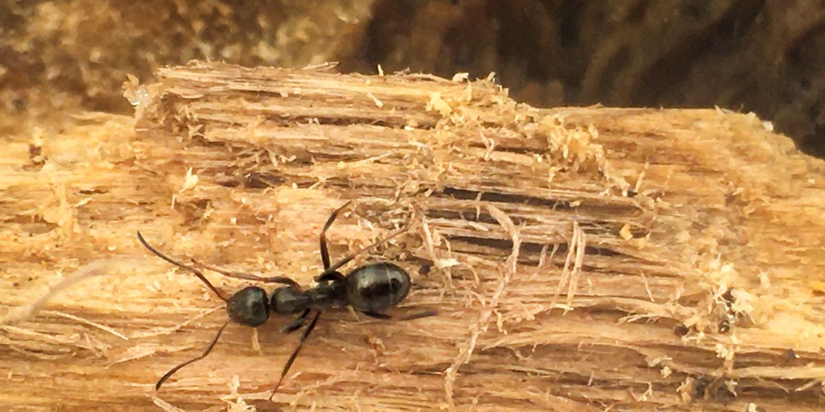 how to get rid carpenter ants
