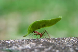 How To Get Rid Of Moths In The House Best Way To Kill Pantry And