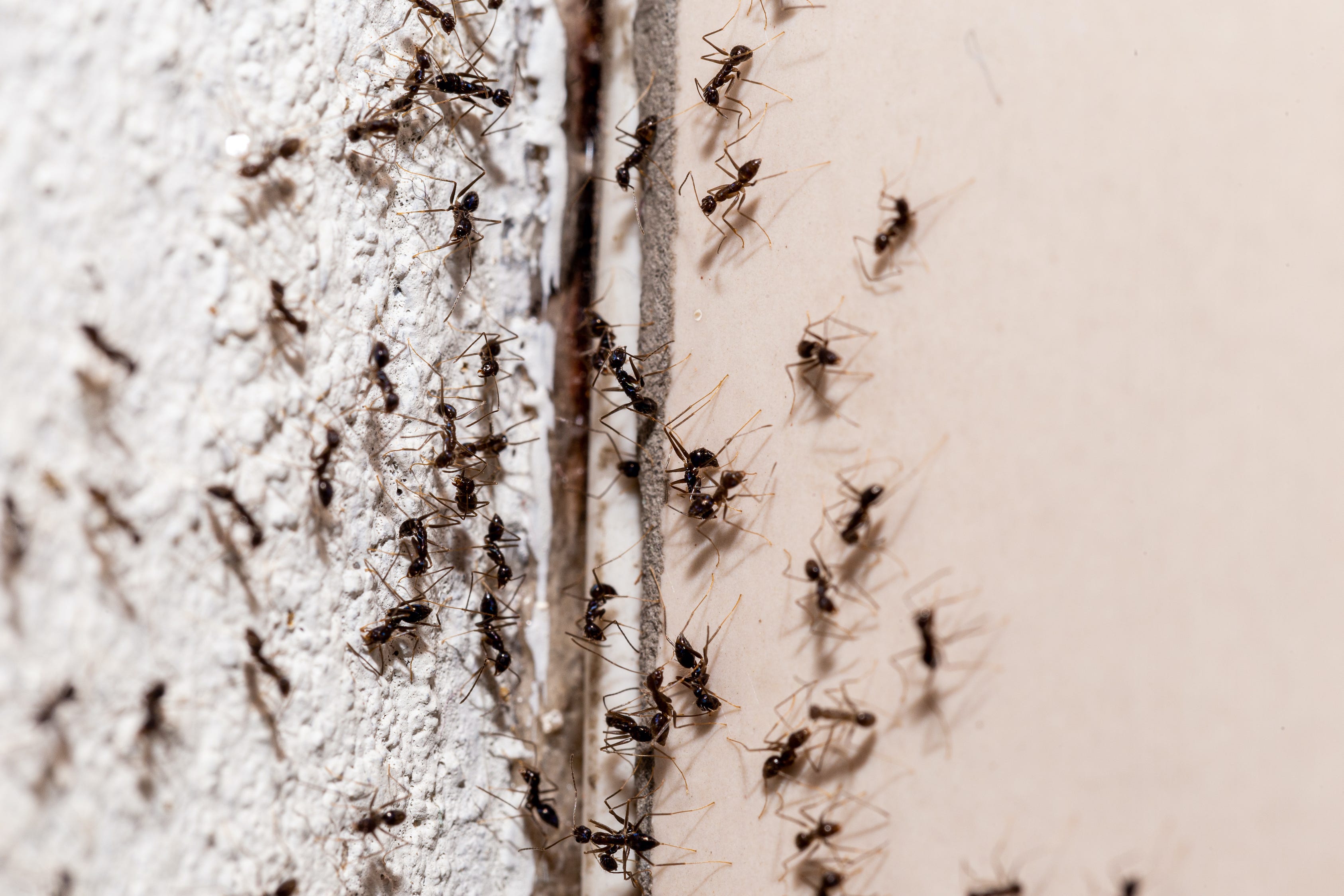 how to get rid of ants with dogs around