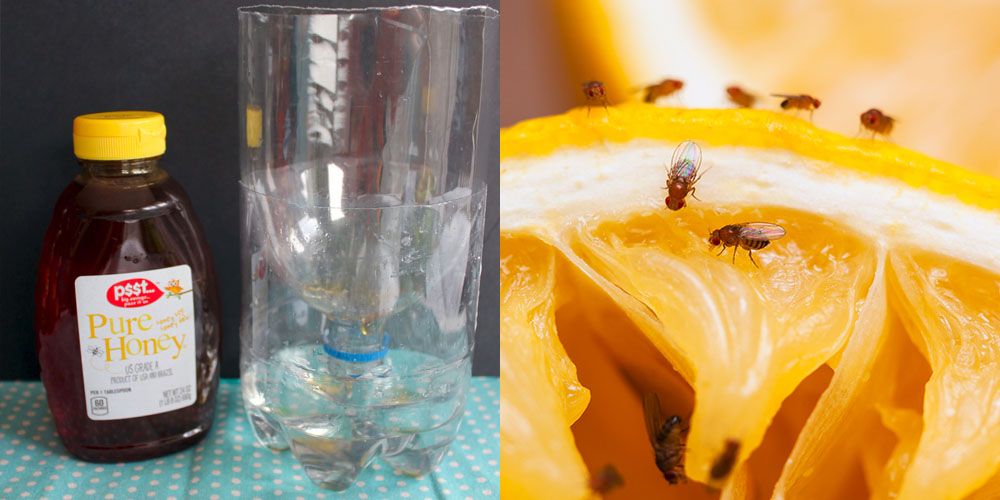 build a fly trap