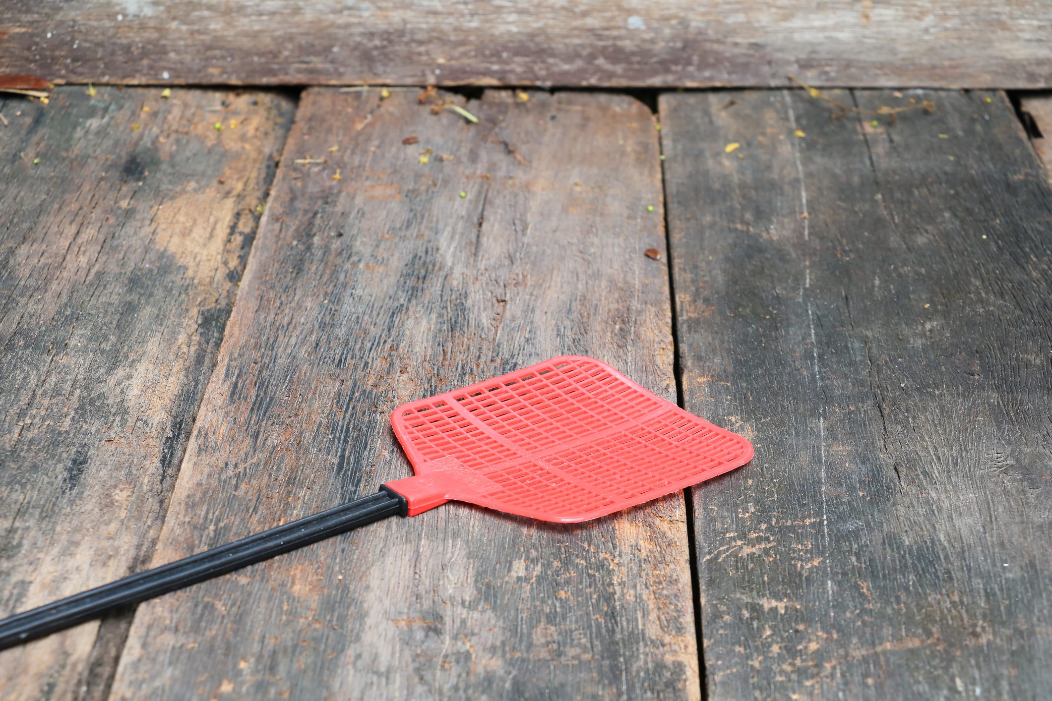 Get Rid of House Flies with a Sneaky DIY Soda Bottle Trap