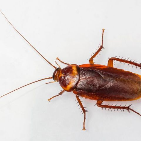 How To Get Rid Of Roaches How To Kill Cockroaches And Stop An