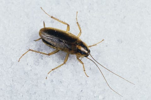 how-to-get-rid-of-roaches-german-cockroach-1585604059.jpg?crop=0.668xw:1.00xh0.156xw,0&resize=480:*