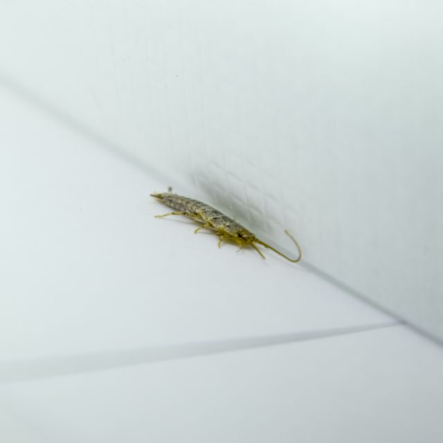 How To Get Rid Of Silverfish What Naturally Kills - Little Black Bugs In Bathroom Uk