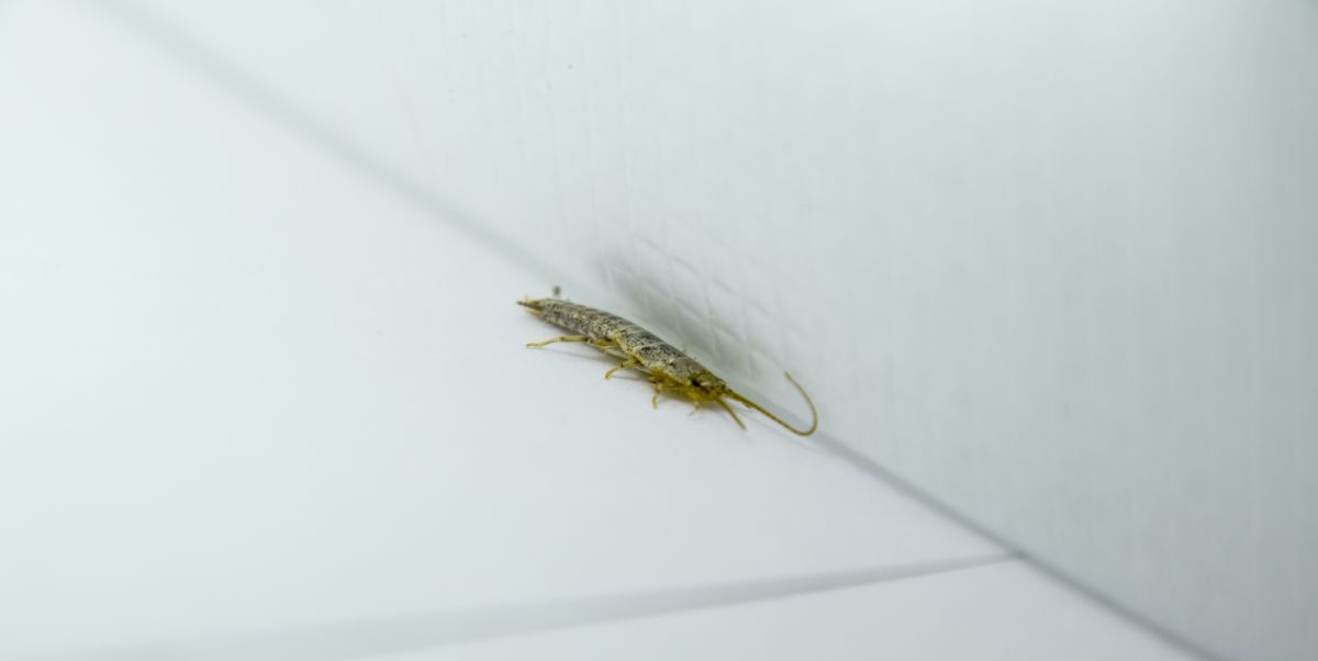 How To Get Rid Of Silverfish What Naturally Kills - Small Bugs In Bathroom Uk
