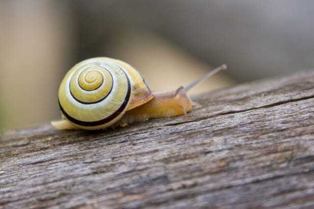 How to get rid of garden slugs (the eco-friendly way)