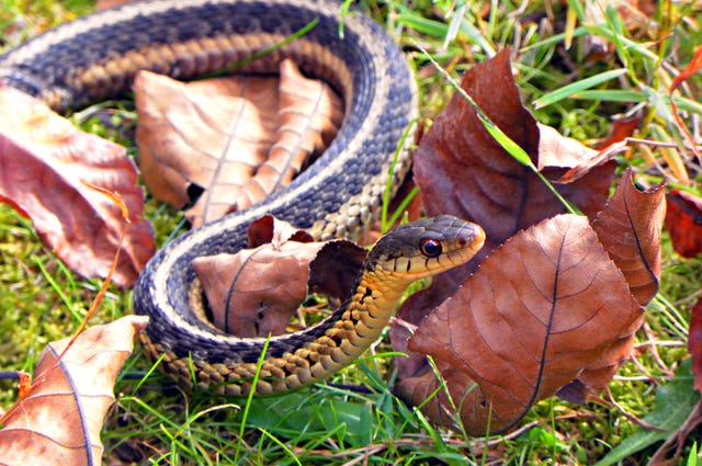 How To Get Rid Of Snakes How To Get Rid Of Copperhead And Garden Snakes