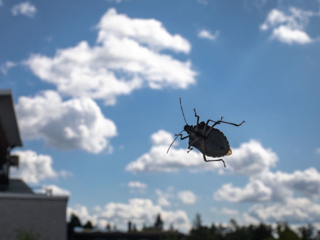 Try This Hack to Keep Stink Bugs Out of Your House