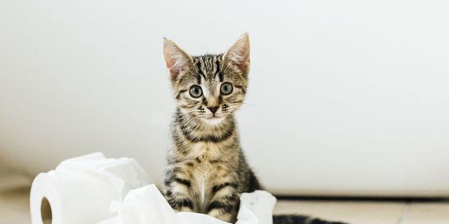 猫の臭い対策に ペット特有の臭いを消す方法と消臭アイテム