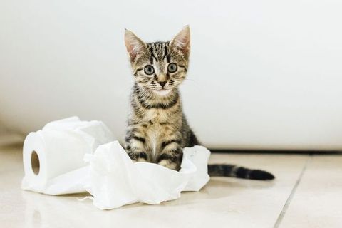 猫の臭い対策に ペット特有の臭いを消す方法と消臭アイテム
