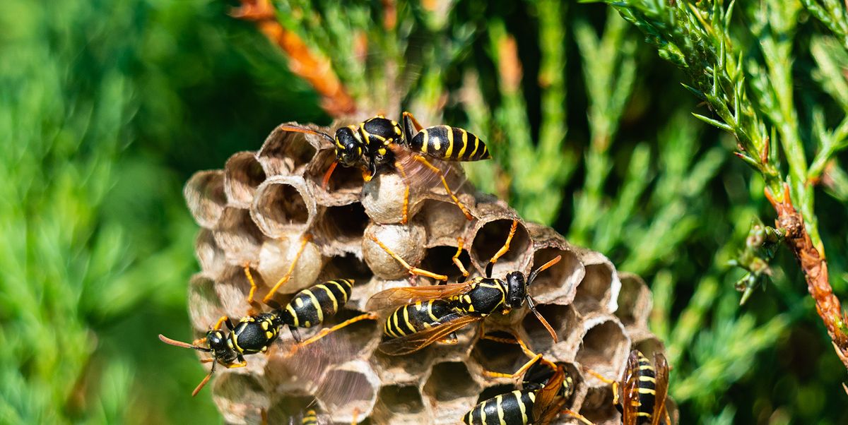 How To Get Rid Of Wasps Home Remedies For Wasp Removal