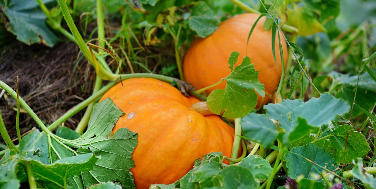 Start now if you want to grow your own pumpkin in time for Halloween