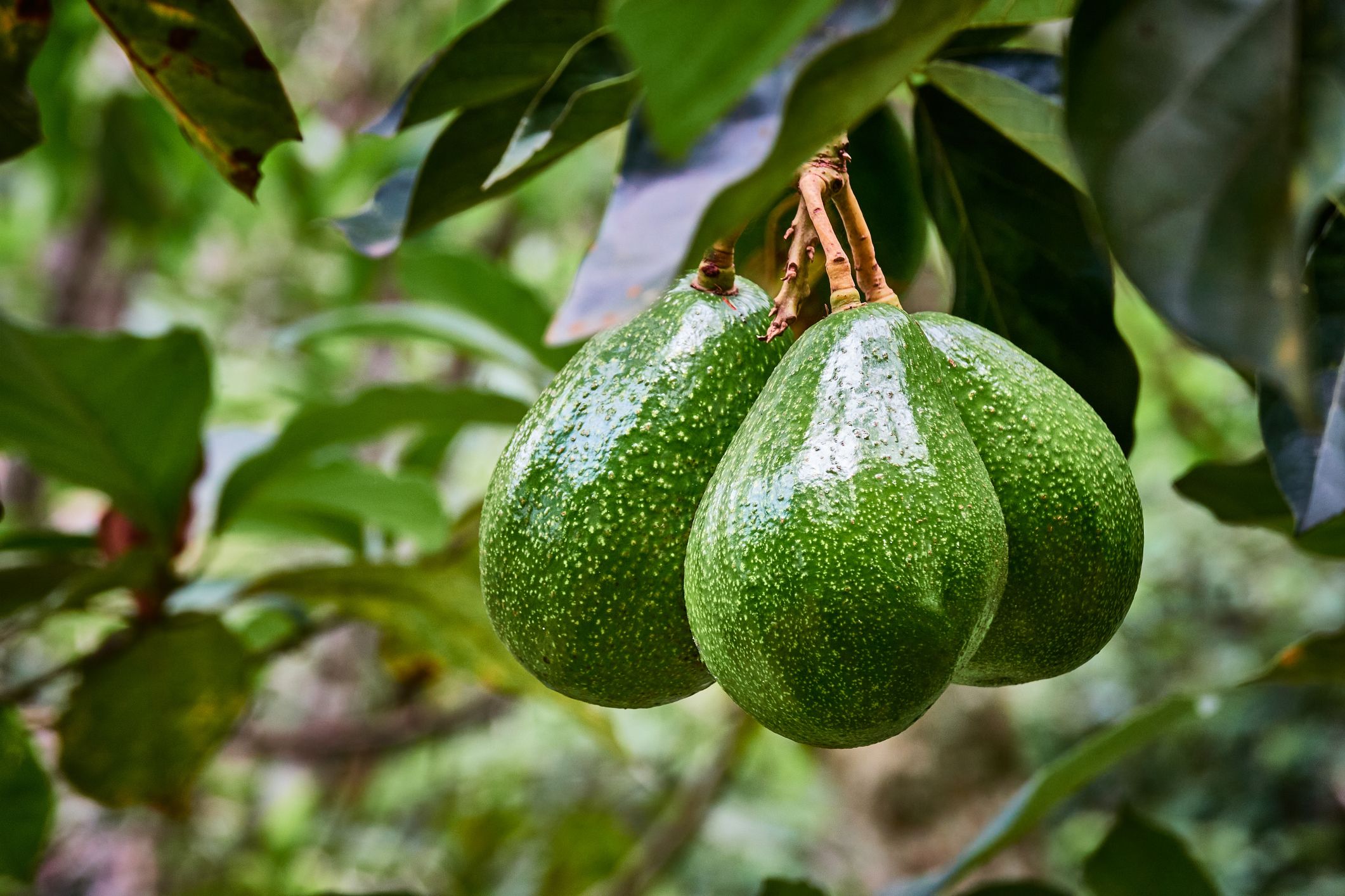 How To Grow An Avocado Tree Growing An Avocado From A Pit Indoors