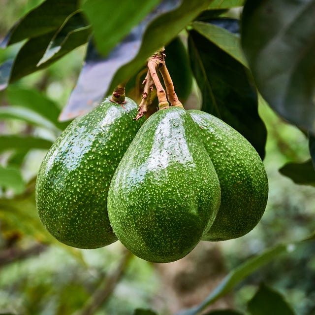 how to grow avocado