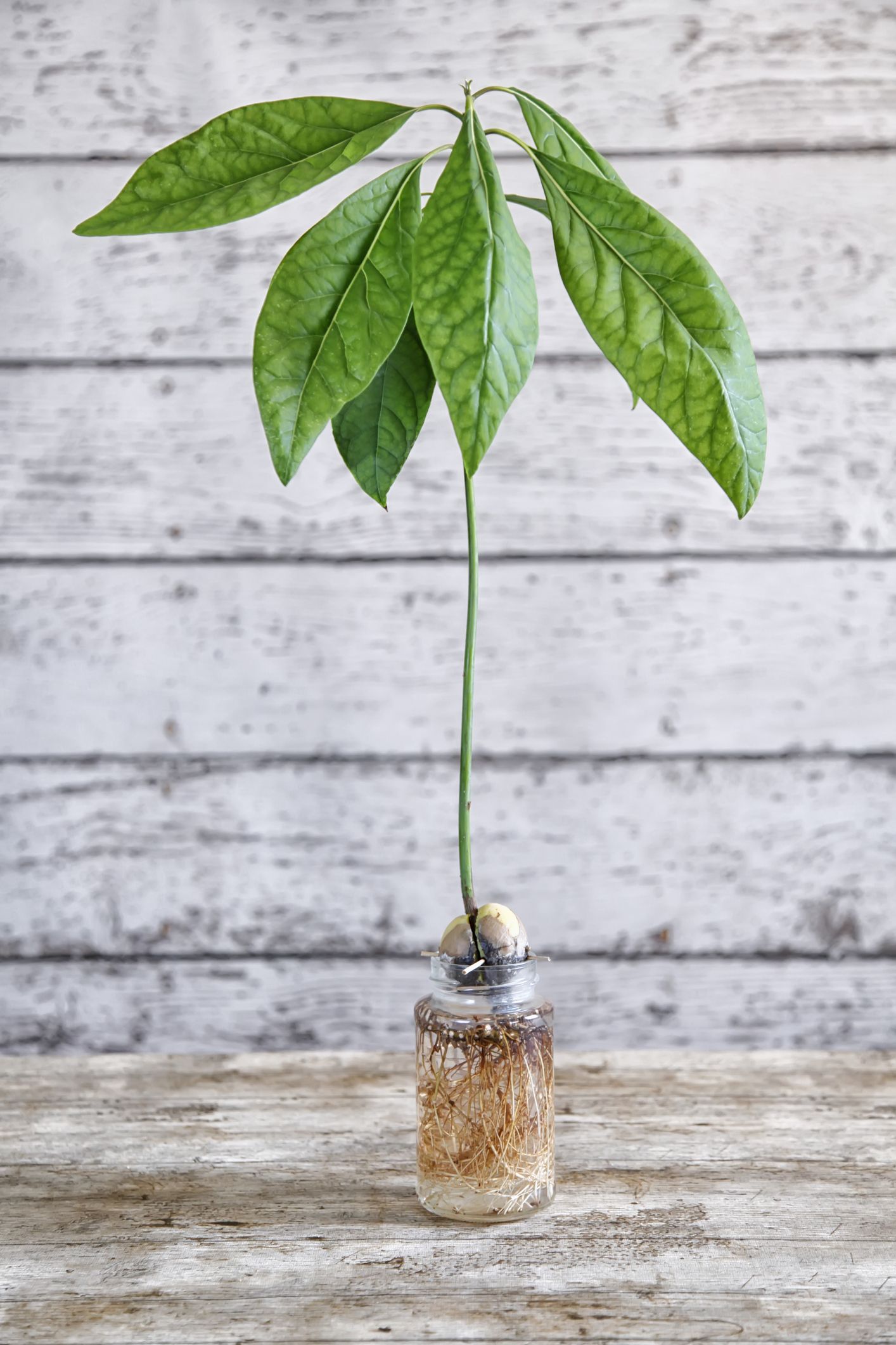 Avocadoe Plant