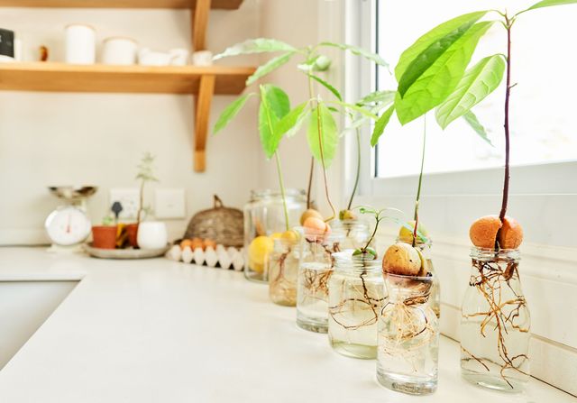 avocado plants on kitchen counter