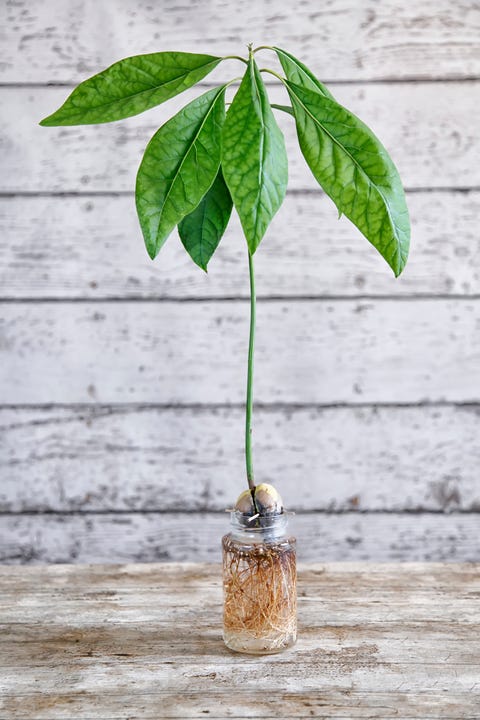 how to grow avocado tree