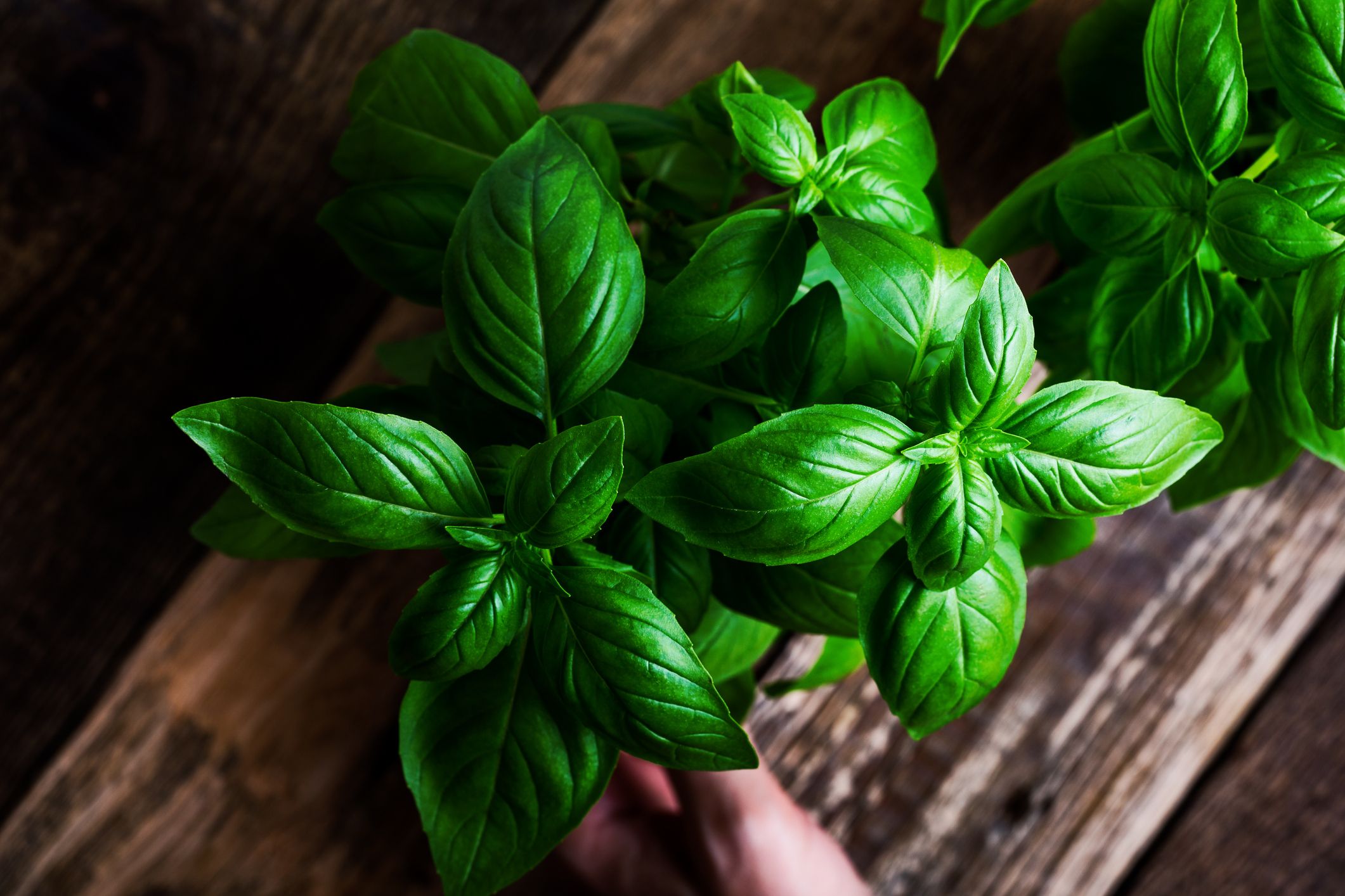 How to Grow Basil Outdoors and in a Pot