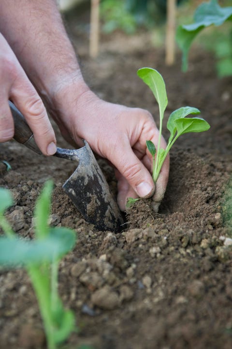 How To Grow A Bounty Of Beautiful Brussels Sprouts How To Grow Brussel Sprouts