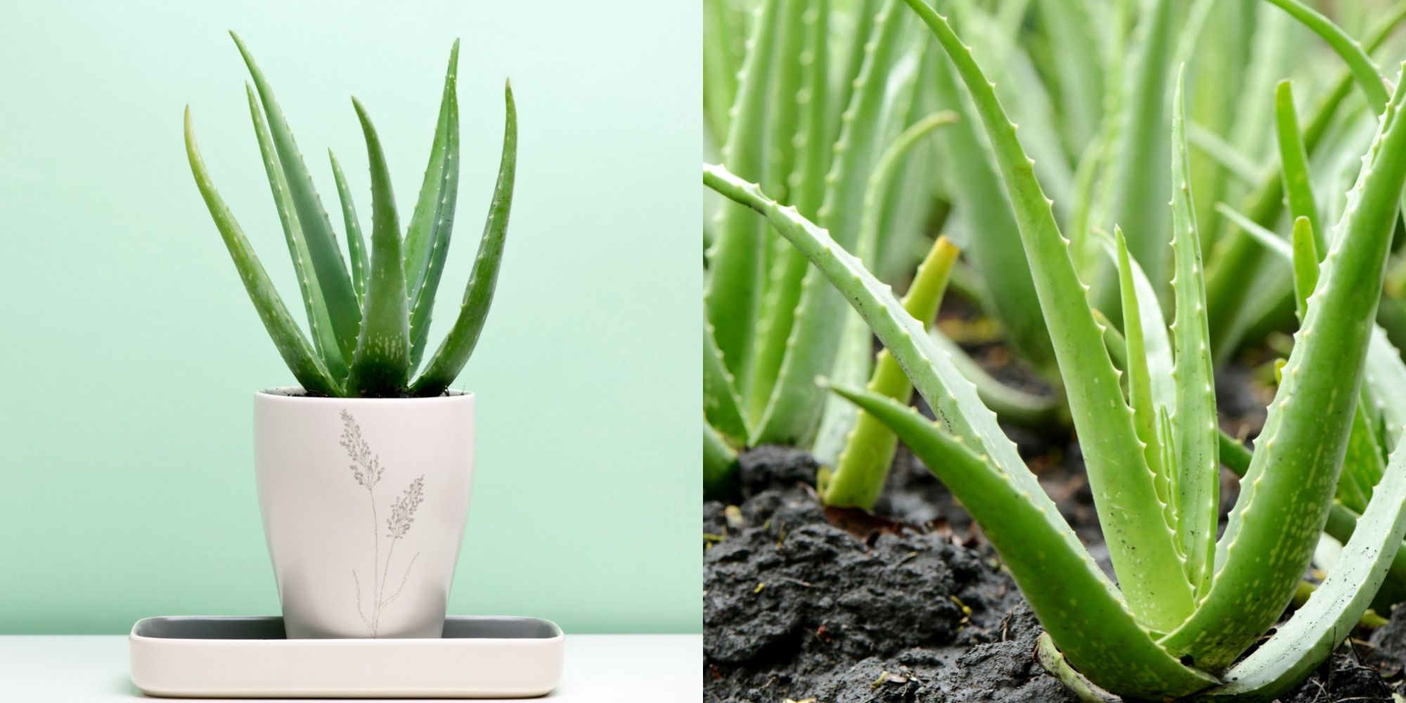 How To Grow And Care For Aloe Vera Plants Aloe Vera Harvest Tips