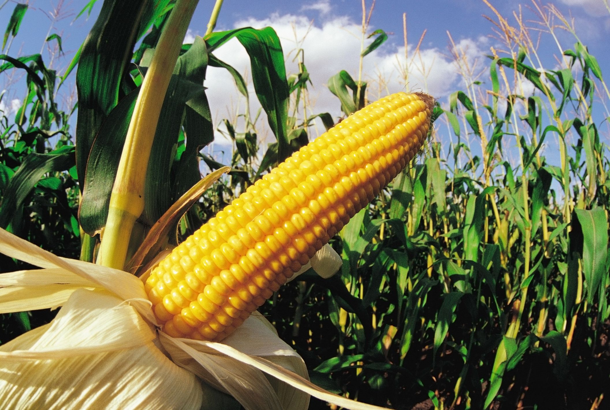 Guide To Growing Corn How To Grow Corn. corn replant chart the beginners gu...