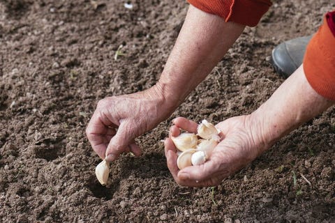 How To Grow Garlic Indoors And Outdoors