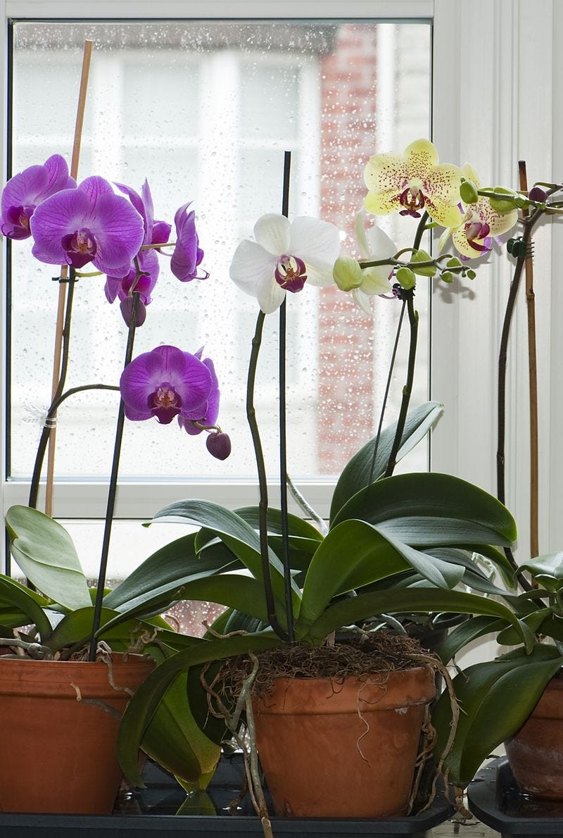 These Expert Tips Will Have You Growing Orchids Like a Pro