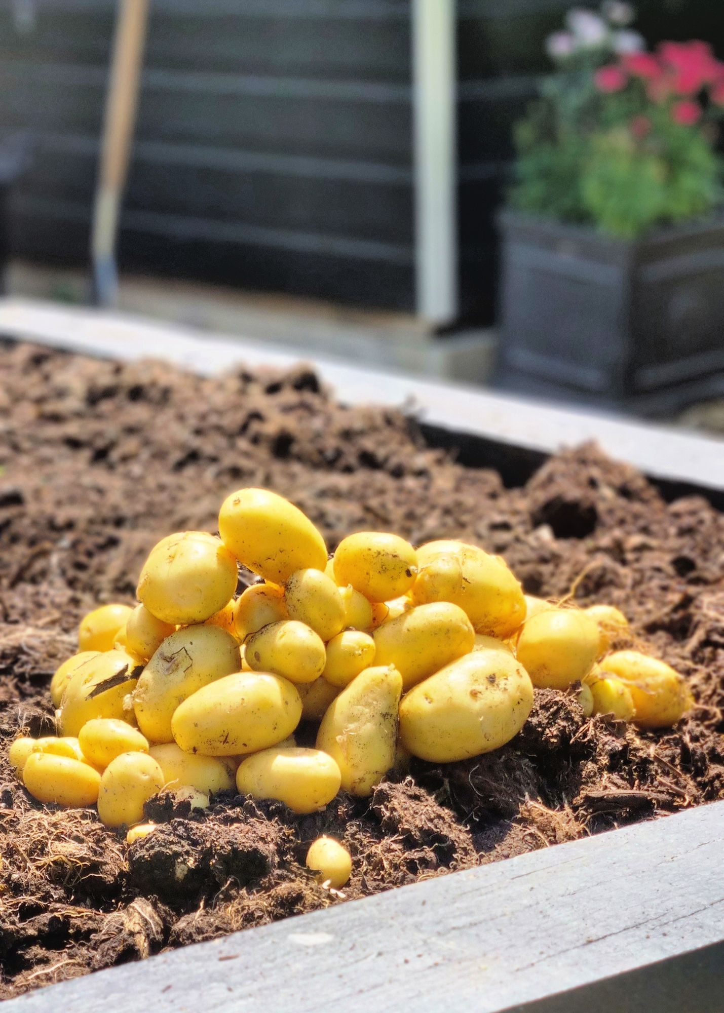 How To Grow Potatoes — Planting, Growing, And Harvesting Potatoes