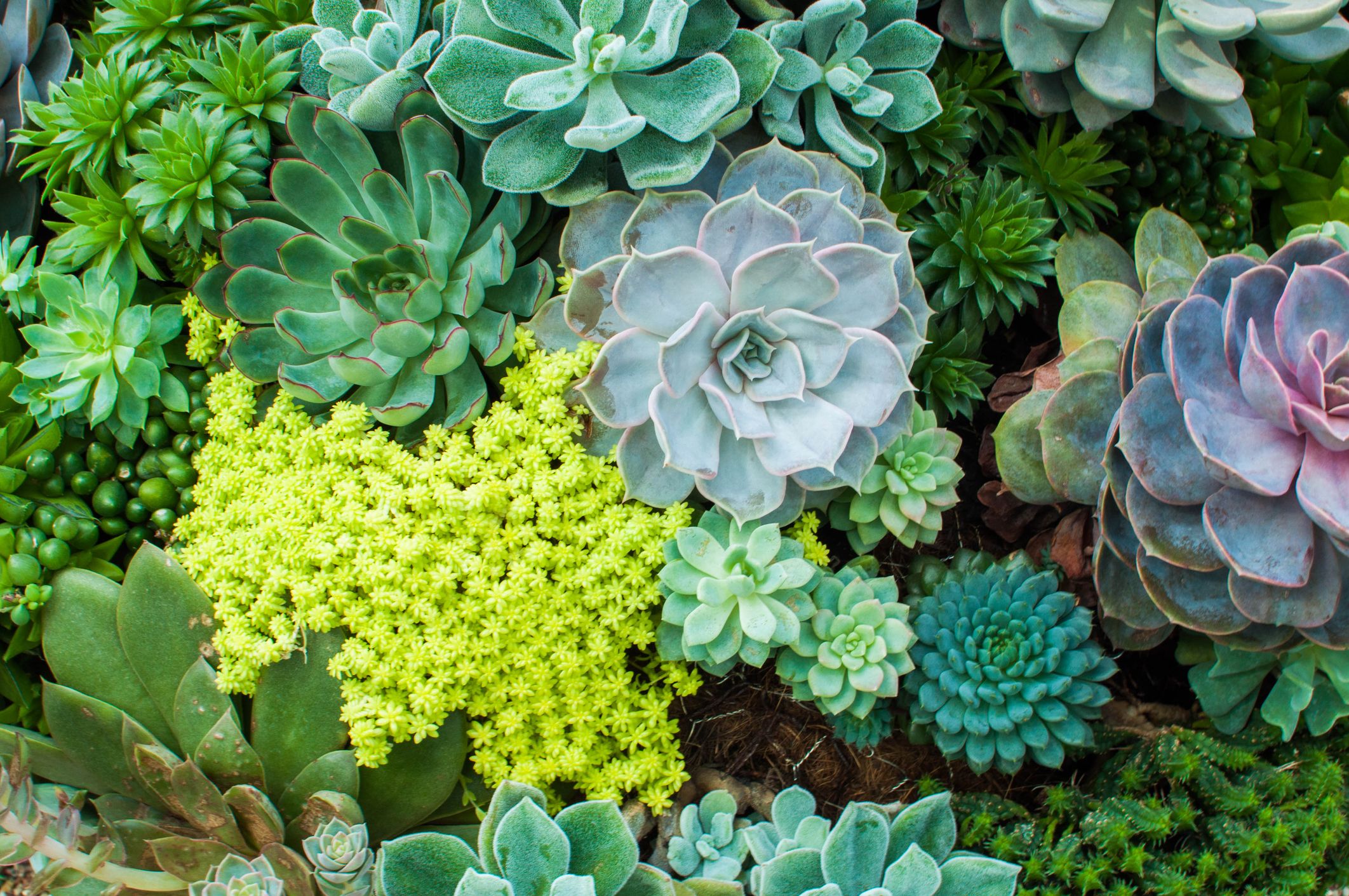 How to Care for Succulents   Tips for Growing Succulents Indoors