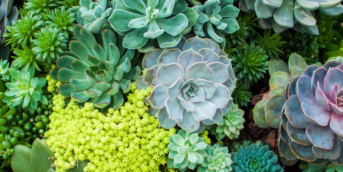 How To Care For Succulents Tips For Growing Succulents Indoors
