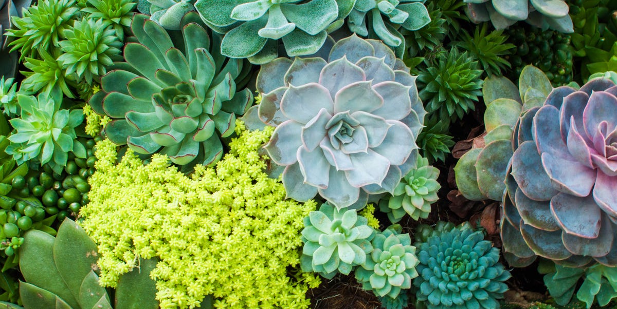 How to Care for Succulents - Tips for Growing Succulents Indoors