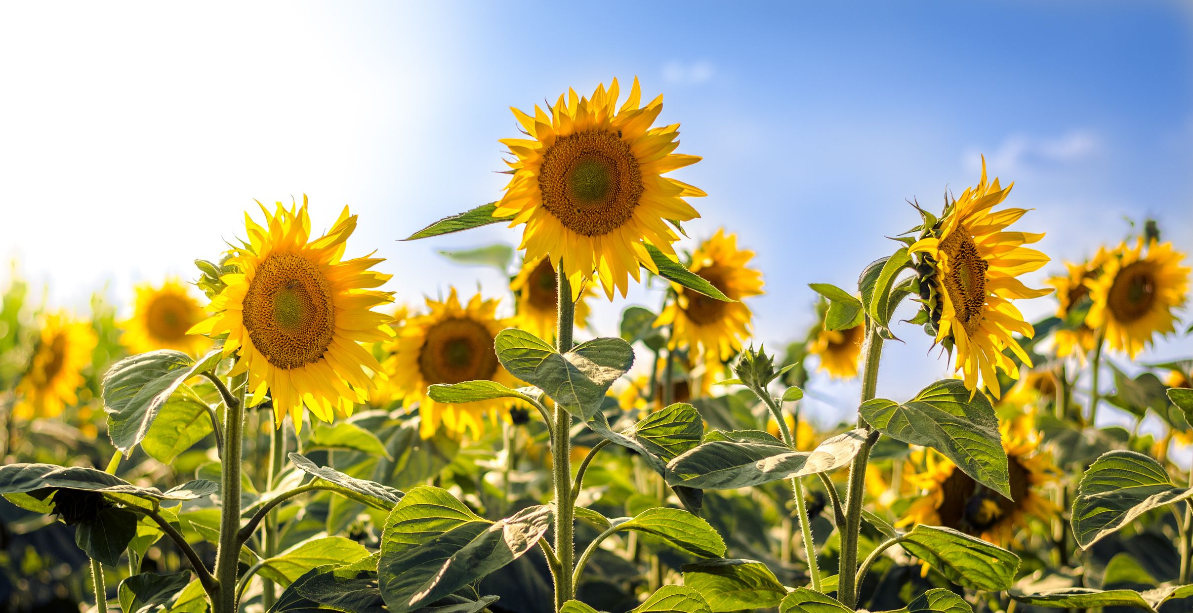How to Grow and Use Sunflowers   Harvesting and Drying Out ...