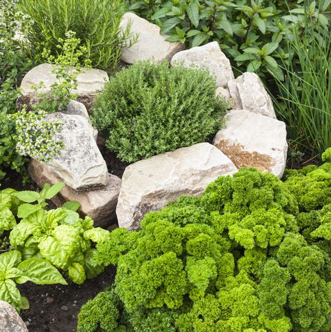 how to grow your own herbs   part of herbs spiral with parsley, chives, rosemary, oregano, thyme, basil and peppermint in the garden