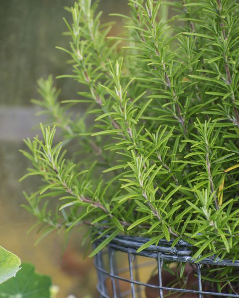 how to grow your own herbs, rosemary growing in pot in garden
