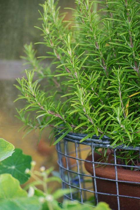 how to grow your own herbs, rosemary growing in pot in garden