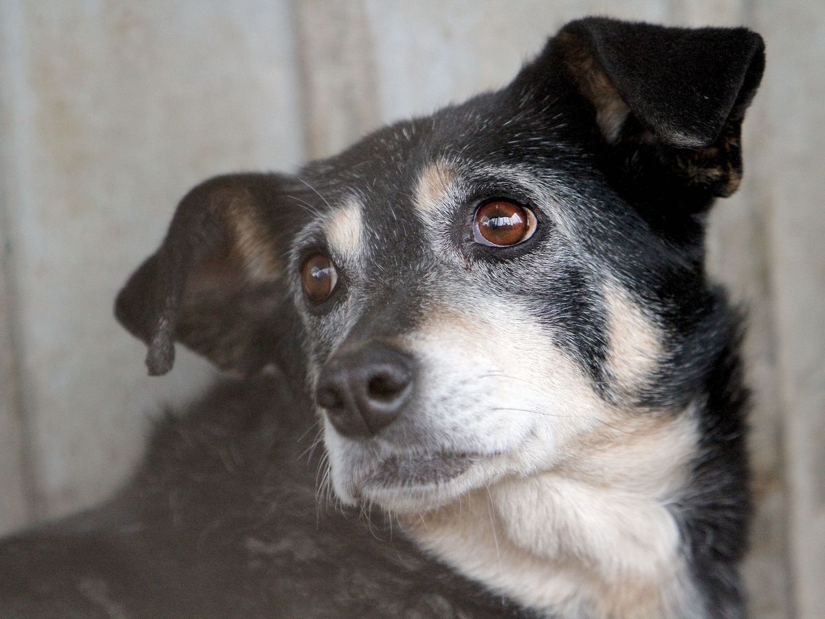 How to Help Pets in Ukraine: 8 Charities You Can Donate To