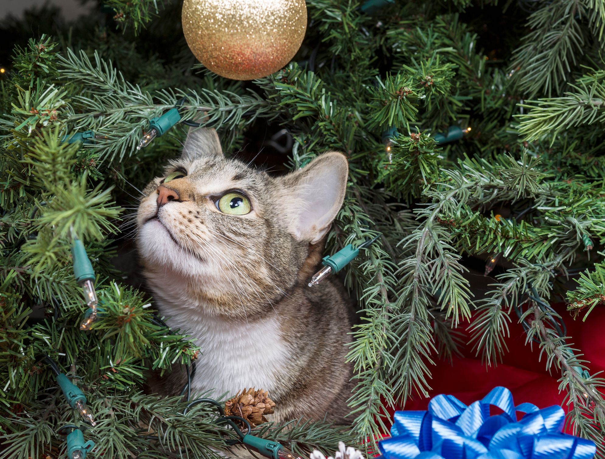 cat eating christmas light bulbs