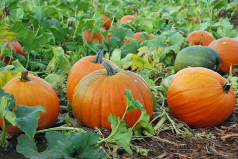 how to keep pumpkins from rotting