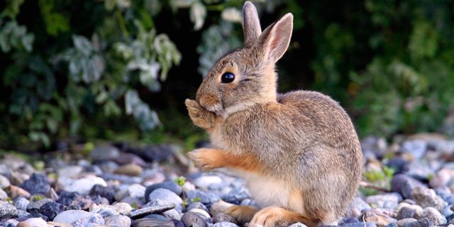 How To Keep Rabbits Out Of Garden 5, How To Keep Deer And Rabbits Away From Garden