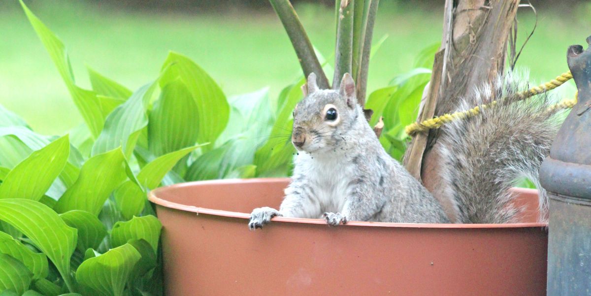 How To Keep Squirrels Out Of Your Garden Best Squirrel Repellents