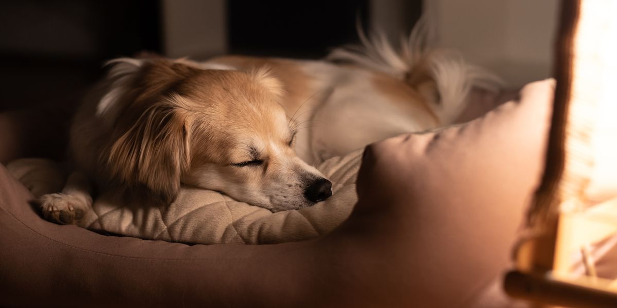 4 dog bed hygiene mistakes