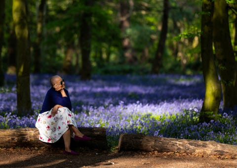 miten istuttaa bluebells